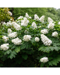 Hydrangea quercifolia